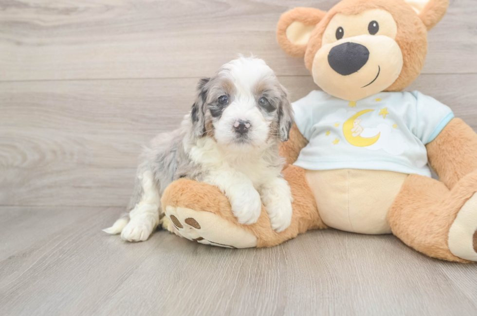 5 week old Mini Bernedoodle Puppy For Sale - Seaside Pups