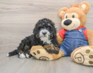 8 week old Mini Bernedoodle Puppy For Sale - Seaside Pups