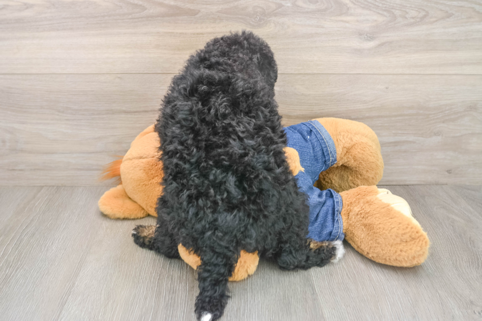 Mini Bernedoodle Pup Being Cute