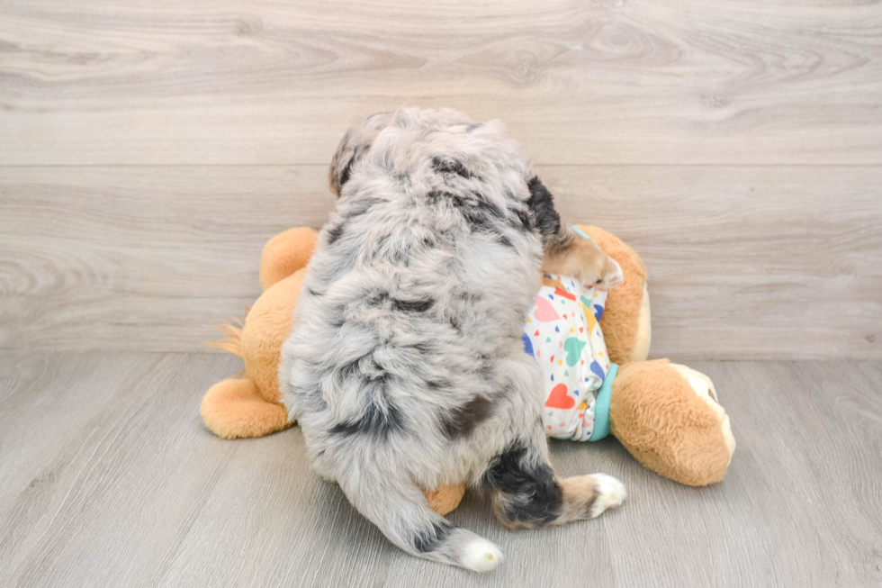 Mini Bernedoodle Puppy for Adoption