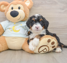 6 week old Mini Bernedoodle Puppy For Sale - Seaside Pups