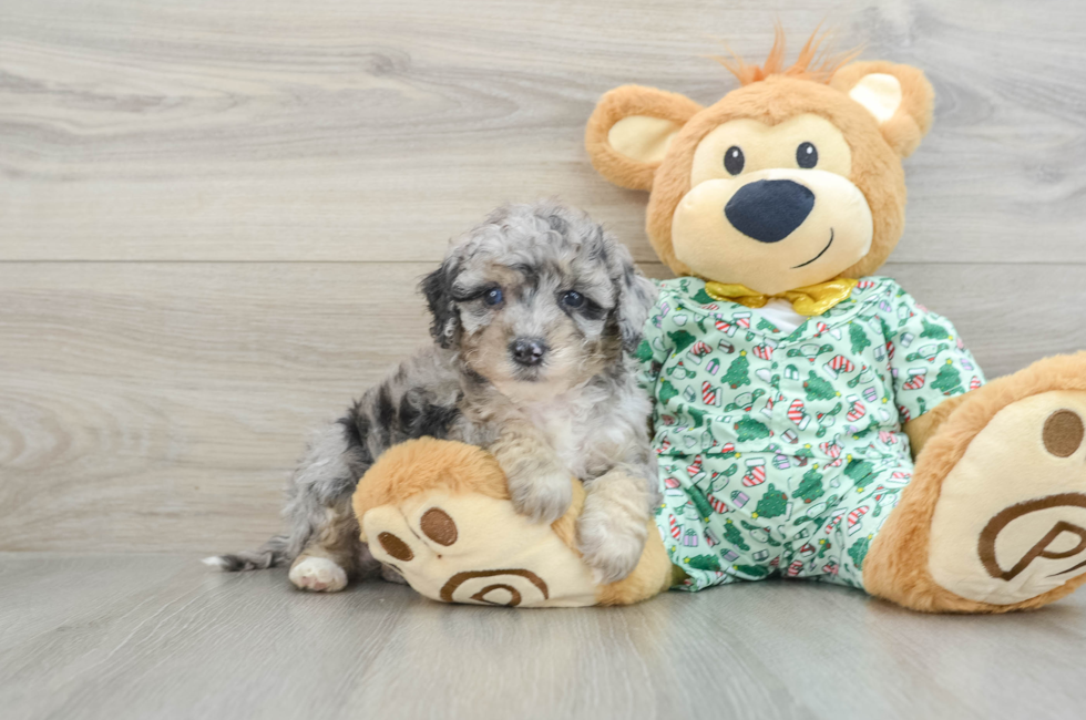 8 week old Mini Bernedoodle Puppy For Sale - Seaside Pups