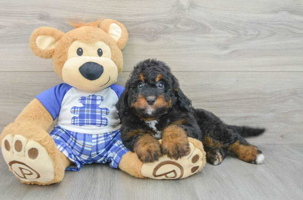 6 week old Mini Bernedoodle Puppy For Sale - Seaside Pups