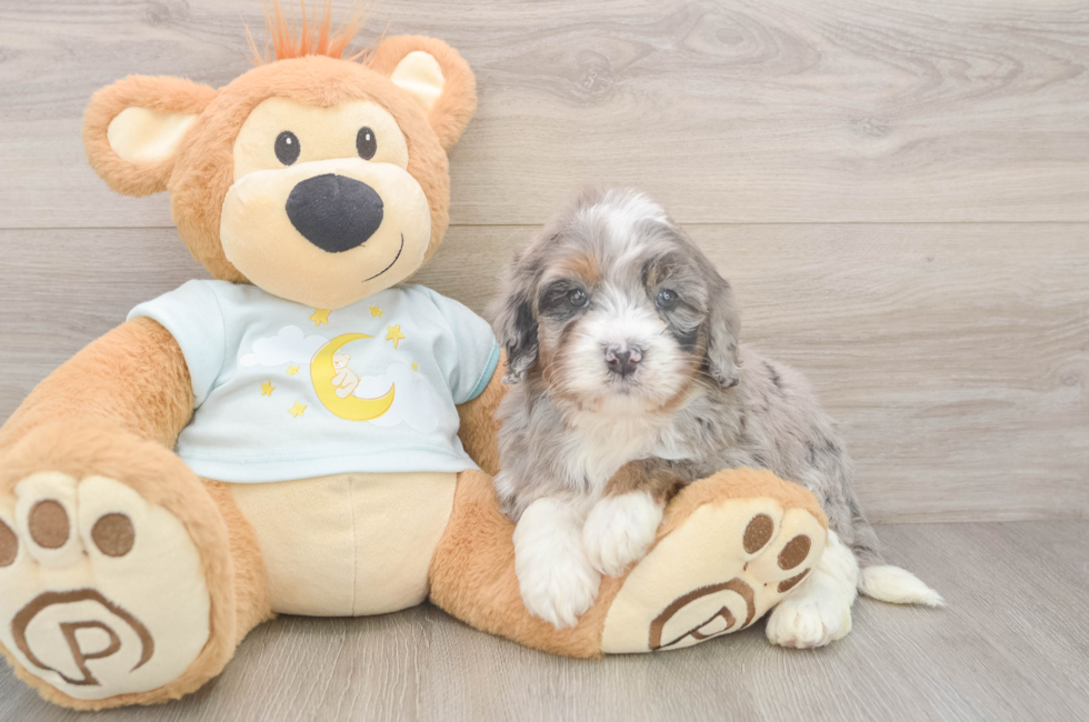 5 week old Mini Bernedoodle Puppy For Sale - Seaside Pups