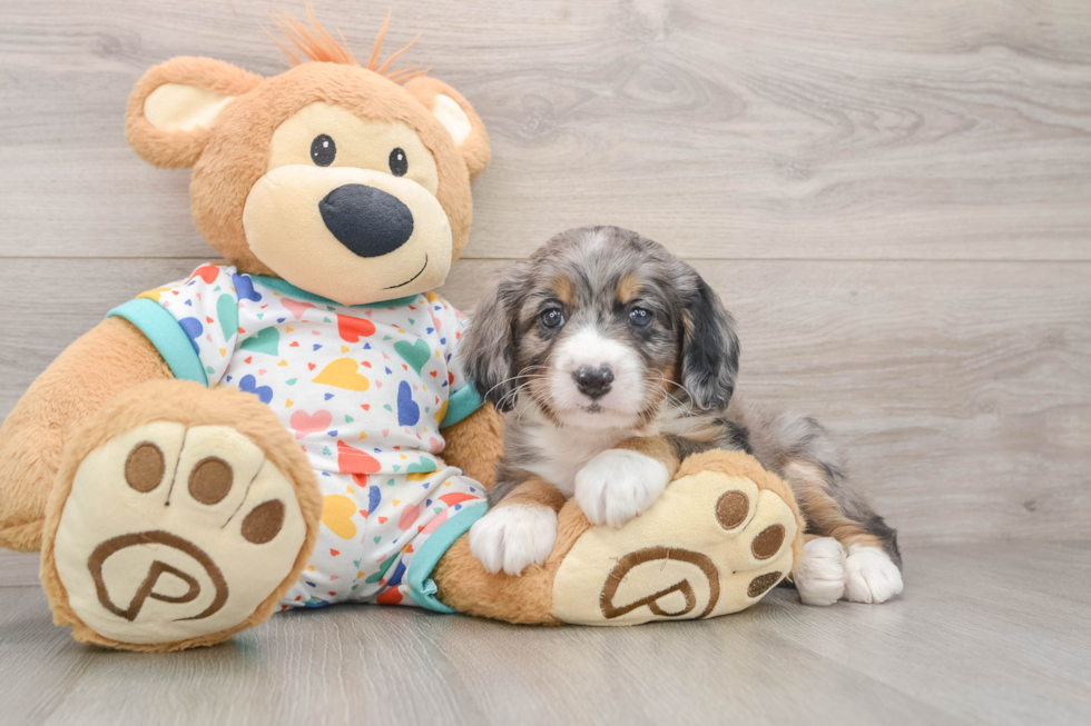Popular Mini Bernedoodle Poodle Mix Pup