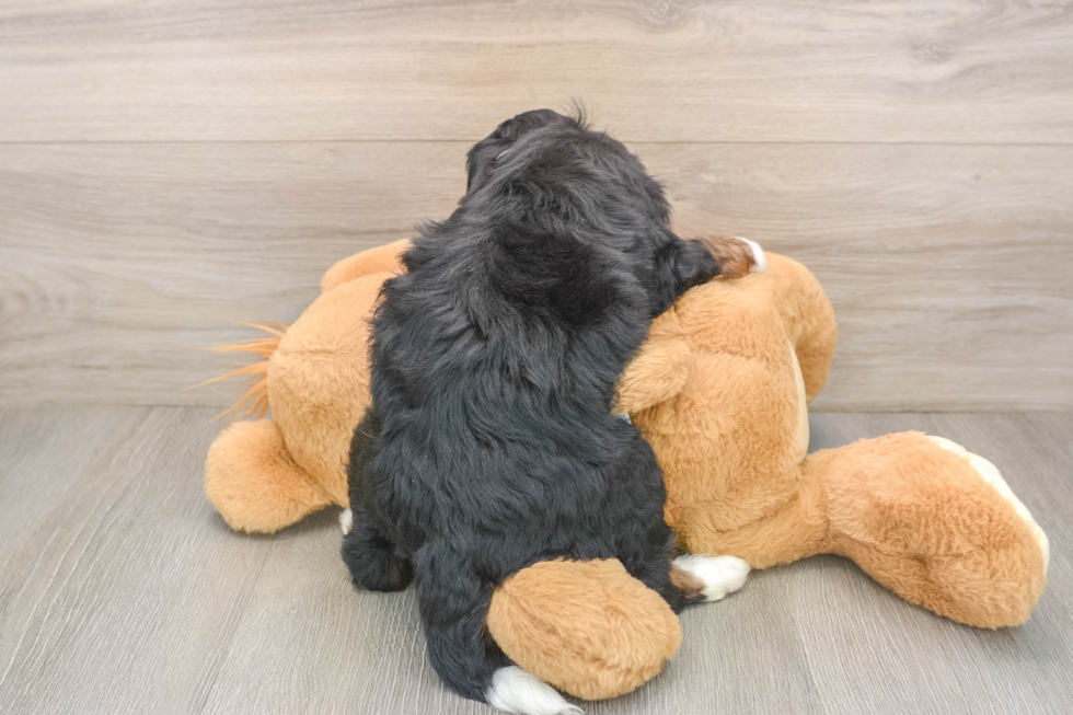 Best Mini Bernedoodle Baby
