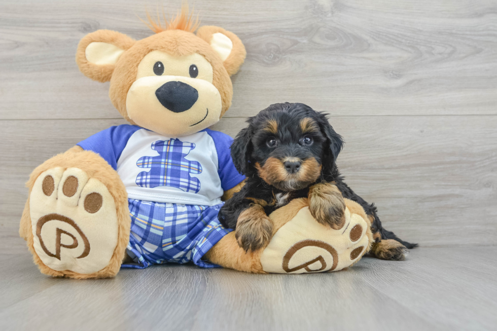 Mini Bernedoodle Pup Being Cute