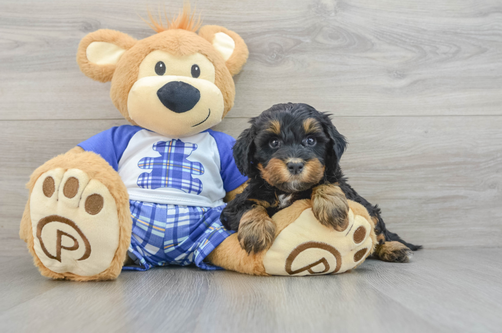 7 week old Mini Bernedoodle Puppy For Sale - Seaside Pups