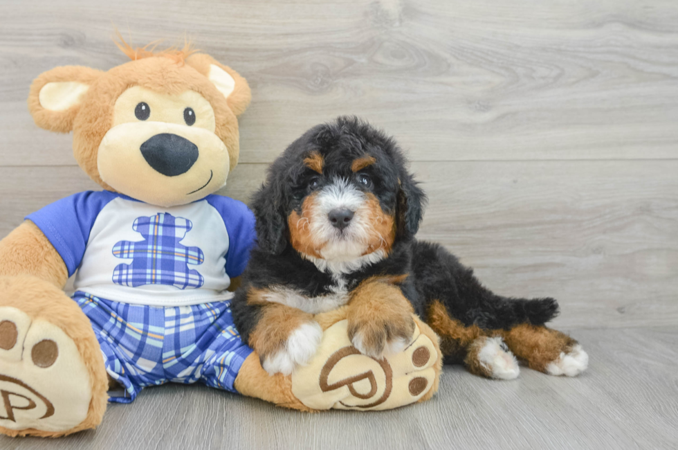 6 week old Mini Bernedoodle Puppy For Sale - Seaside Pups