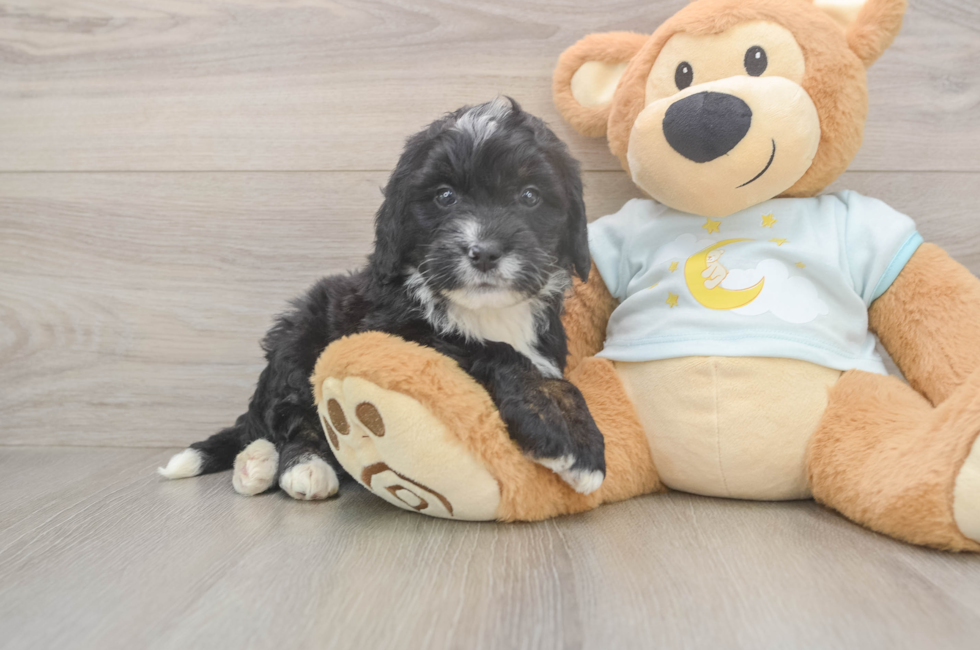 5 week old Mini Bernedoodle Puppy For Sale - Seaside Pups