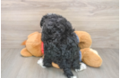 Popular Mini Bernedoodle Poodle Mix Pup