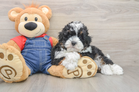 Small Mini Bernedoodle Baby
