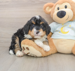 6 week old Mini Bernedoodle Puppy For Sale - Seaside Pups