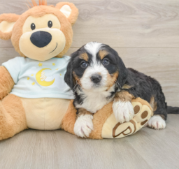 6 week old Mini Bernedoodle Puppy For Sale - Seaside Pups