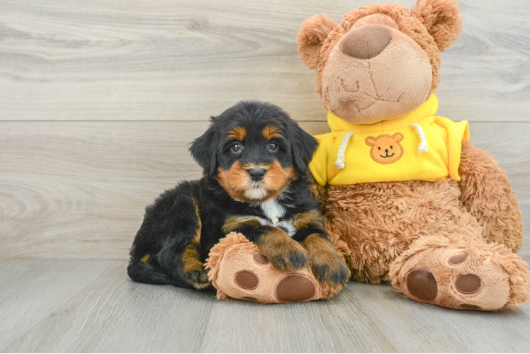 Best Mini Bernedoodle Baby