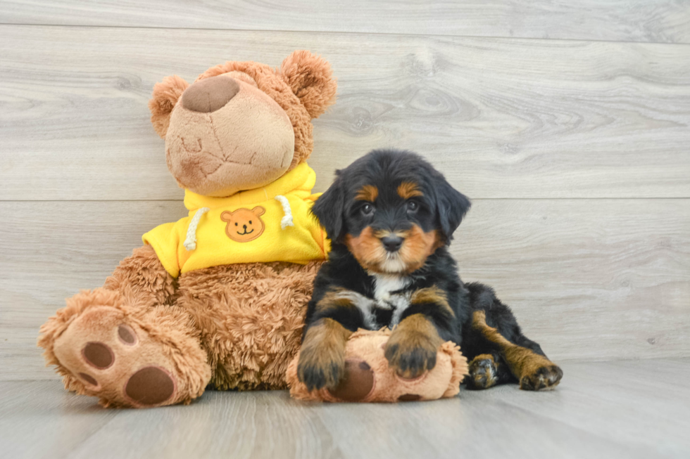 Sweet Mini Bernedoodle Baby