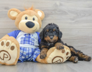 8 week old Mini Bernedoodle Puppy For Sale - Seaside Pups