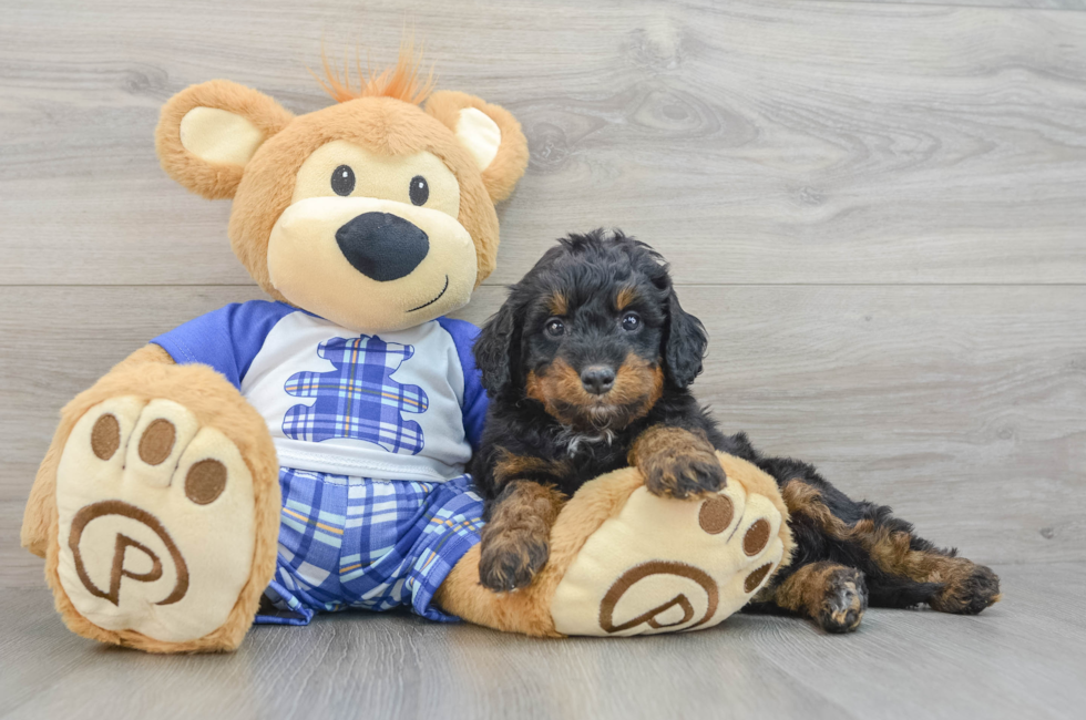 7 week old Mini Bernedoodle Puppy For Sale - Seaside Pups