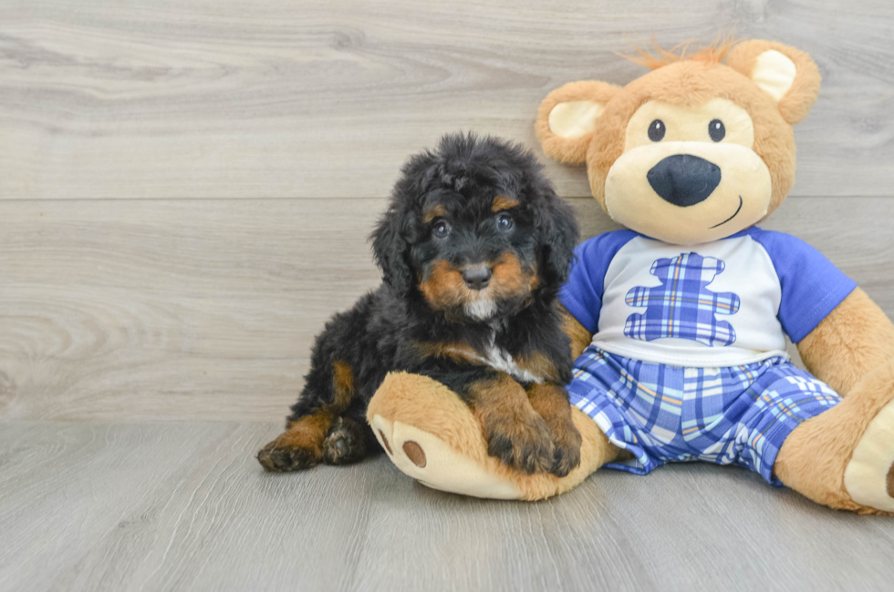 6 week old Mini Bernedoodle Puppy For Sale - Seaside Pups