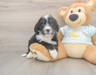 6 week old Mini Bernedoodle Puppy For Sale - Seaside Pups