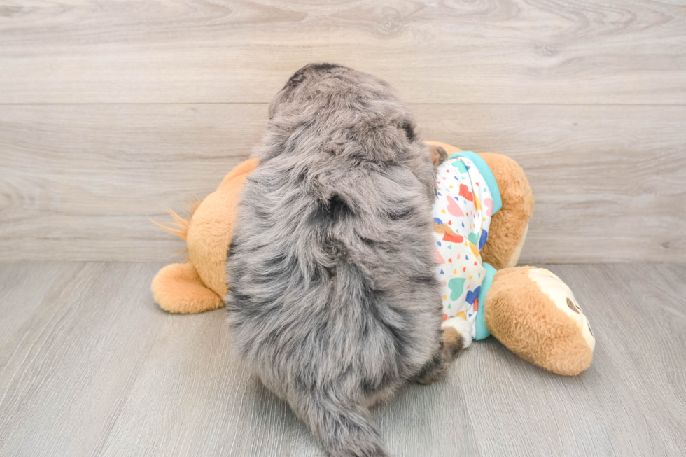 Mini Bernedoodle Puppy for Adoption