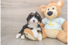 Energetic Mini Bernese Poodle Poodle Mix Puppy