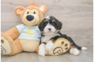 Best Mini Bernedoodle Baby