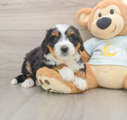 6 week old Mini Bernedoodle Puppy For Sale - Seaside Pups