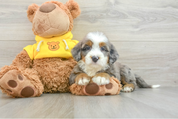 Popular Mini Bernedoodle Poodle Mix Pup