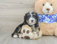 7 week old Mini Bernedoodle Puppy For Sale - Seaside Pups