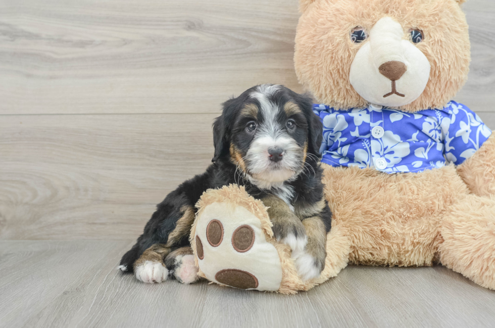 7 week old Mini Bernedoodle Puppy For Sale - Seaside Pups