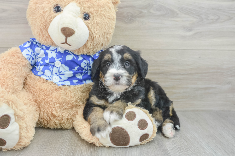 Little Mini Bernesepoo Poodle Mix Puppy