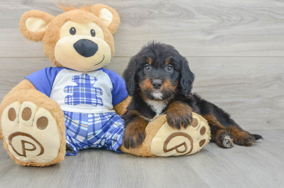 6 week old Mini Bernedoodle Puppy For Sale - Seaside Pups