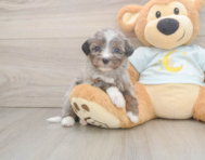 8 week old Mini Bernedoodle Puppy For Sale - Seaside Pups