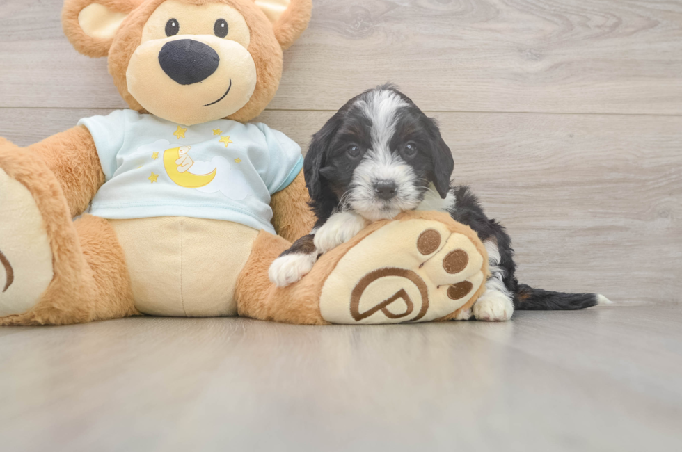 5 week old Mini Bernedoodle Puppy For Sale - Seaside Pups
