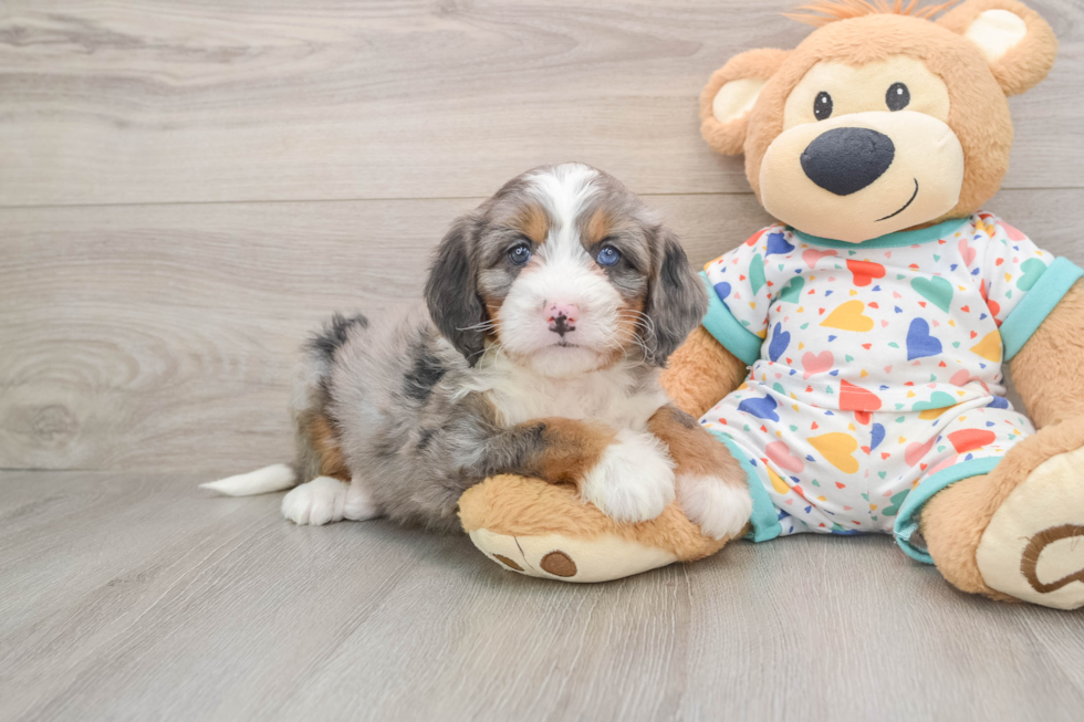 Mini Bernedoodle Puppy for Adoption