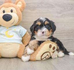 6 week old Mini Bernedoodle Puppy For Sale - Seaside Pups