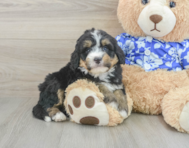 7 week old Mini Bernedoodle Puppy For Sale - Seaside Pups