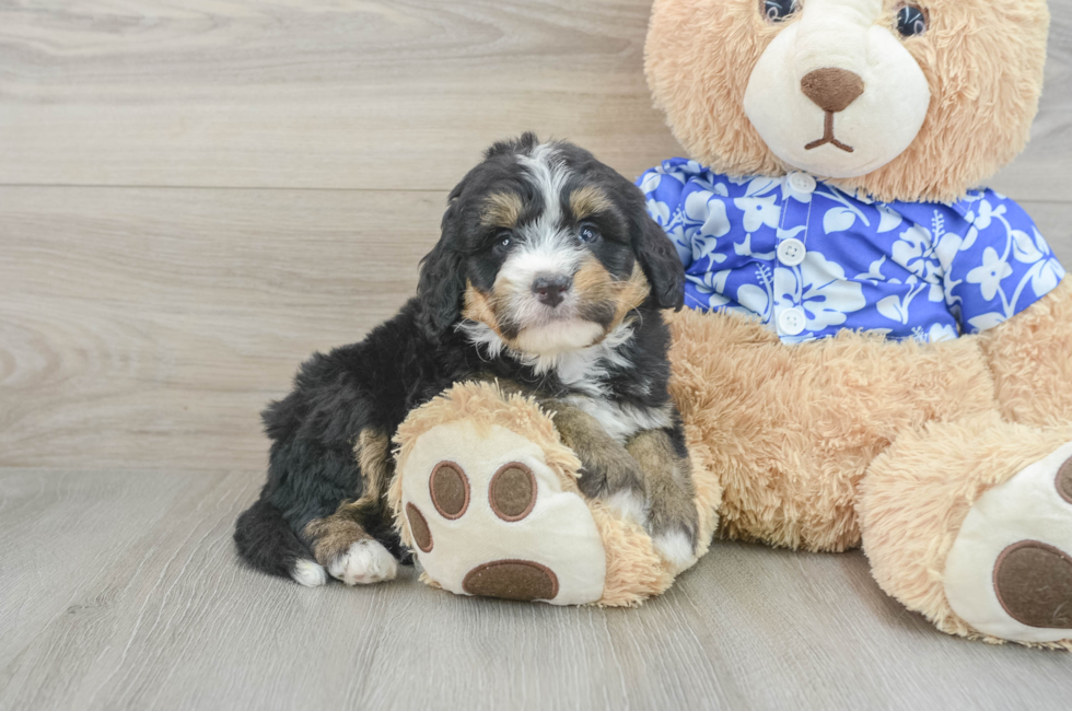 7 week old Mini Bernedoodle Puppy For Sale - Seaside Pups