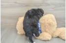 Petite Mini Bernedoodle Poodle Mix Pup