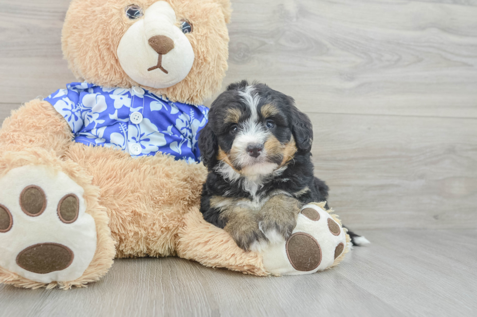 Mini Bernedoodle Pup Being Cute