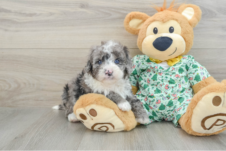 Mini Bernedoodle Puppy for Adoption