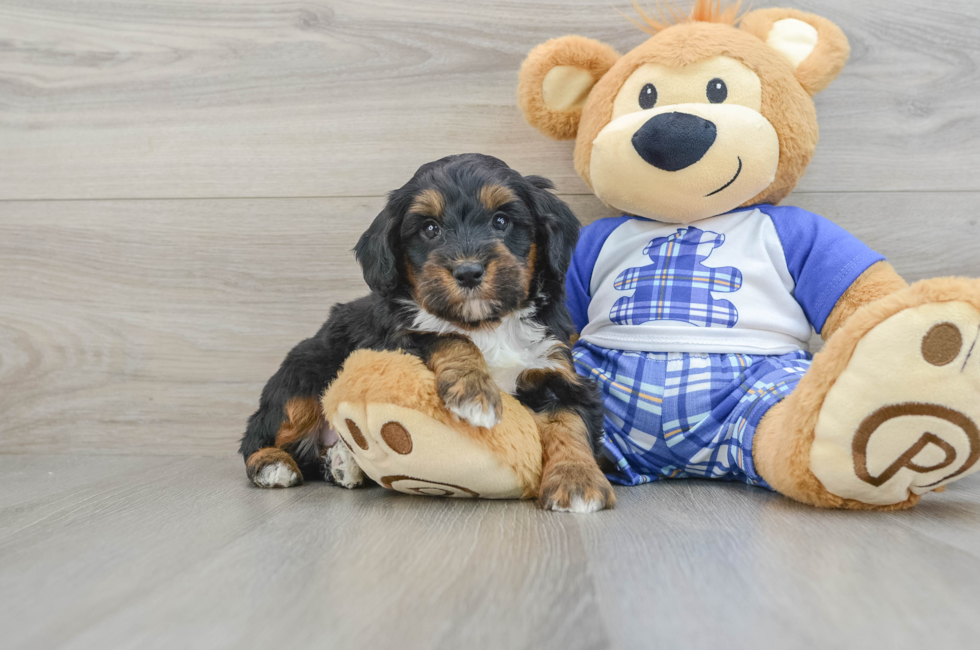 7 week old Mini Bernedoodle Puppy For Sale - Seaside Pups