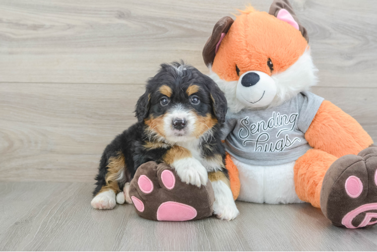 Mini Bernedoodle Pup Being Cute