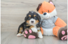 Mini Bernedoodle Pup Being Cute