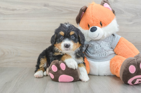 Mini Bernedoodle Pup Being Cute