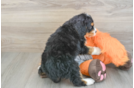 Mini Bernedoodle Puppy for Adoption