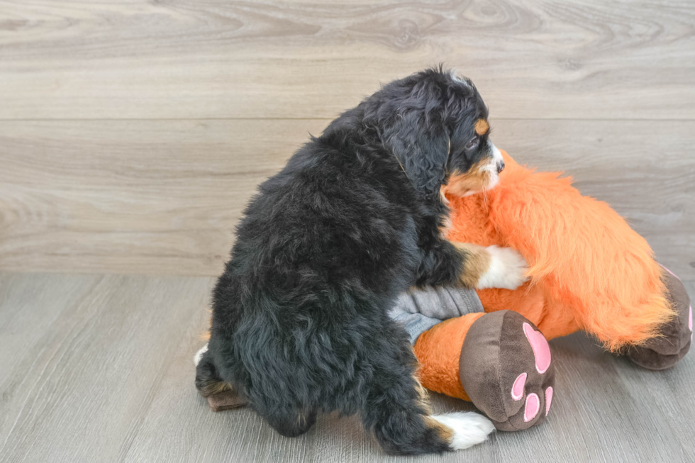 Mini Bernedoodle Puppy for Adoption