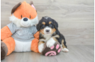 Sweet Mini Bernedoodle Baby