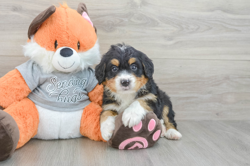 Sweet Mini Bernedoodle Baby